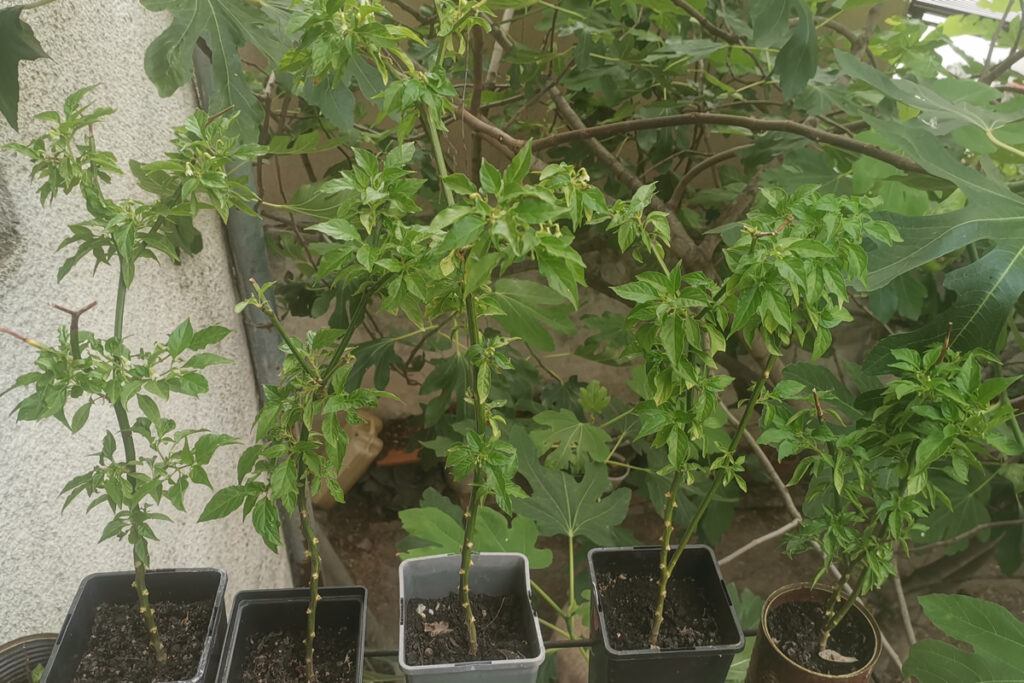 5 odraslih aribibi gusano paprika, počinju da cvetaju